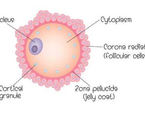 借卵生子可行吗？妇幼医院能否开展三代试管婴儿技术？
