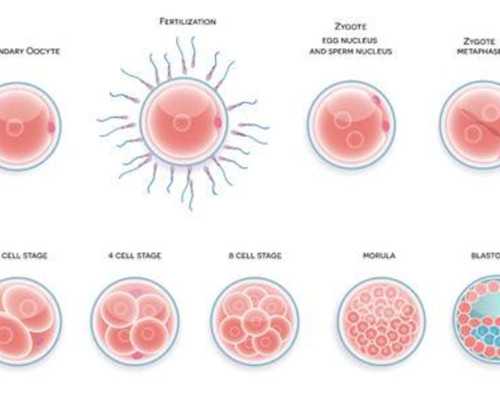 无锡高龄女性试管助孕费用解析：关键环节的开销指南
